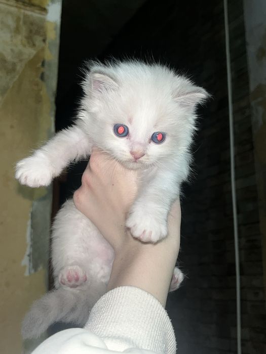 Отдадим котят в добрые руки