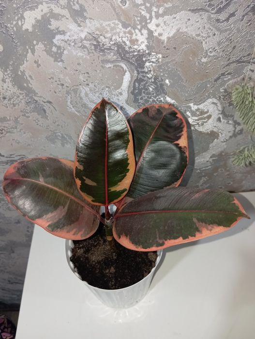 Фикус комнатный цветок