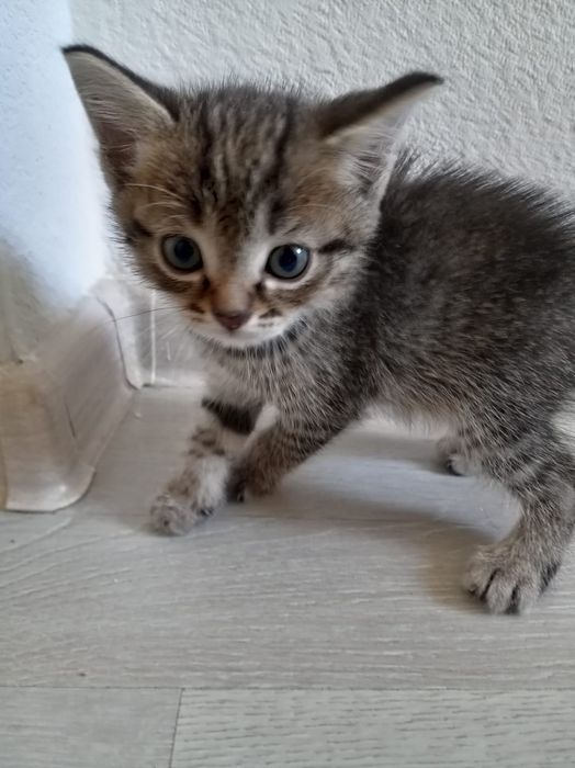Отдадим котят даром