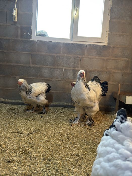 чистокровная брама