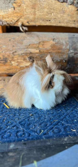 Iepurasi cap de leu disponibili