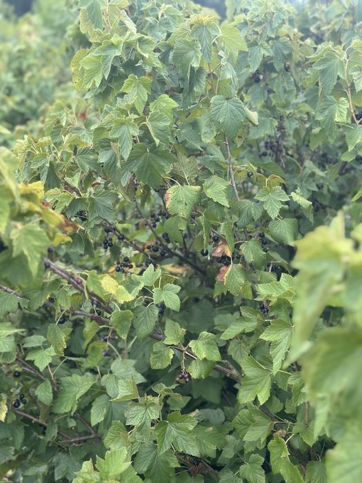 Plantație de coacăze negre de vânzare (afacere la cheie)