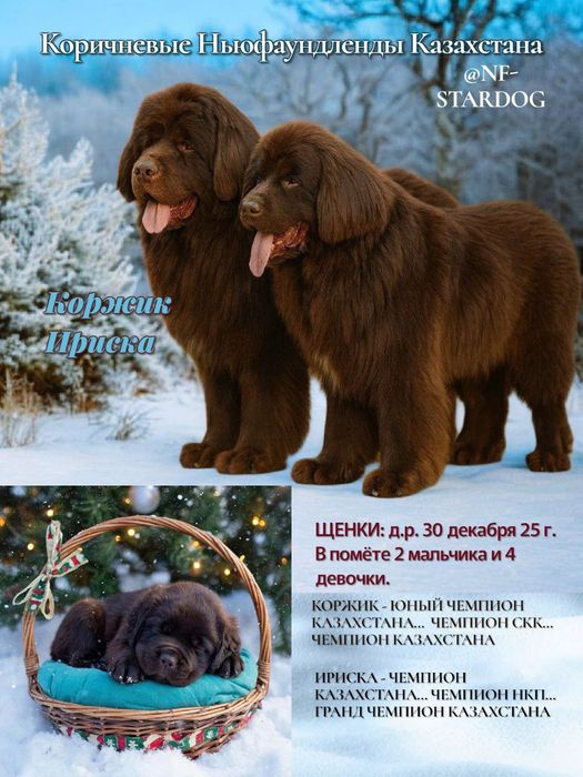 Щенки Ньюфаундленда