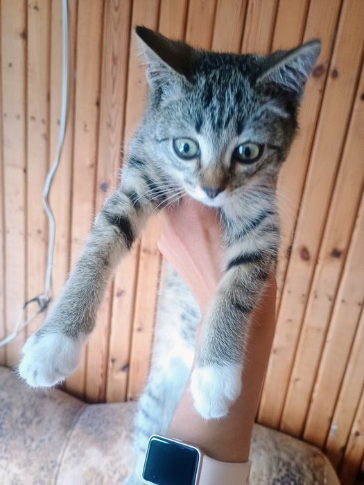 Отдам котенка в добрые руки