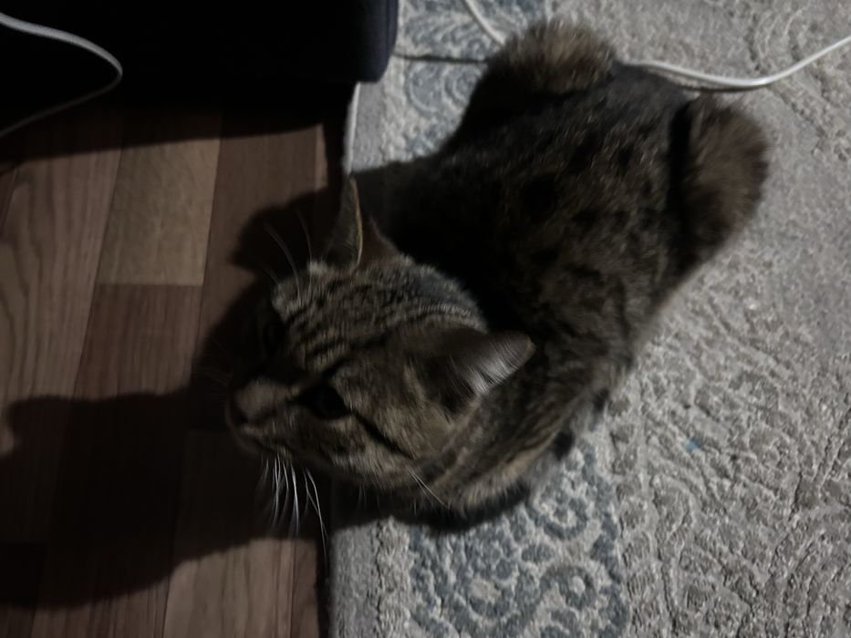 отдам даром кота.Срочно!