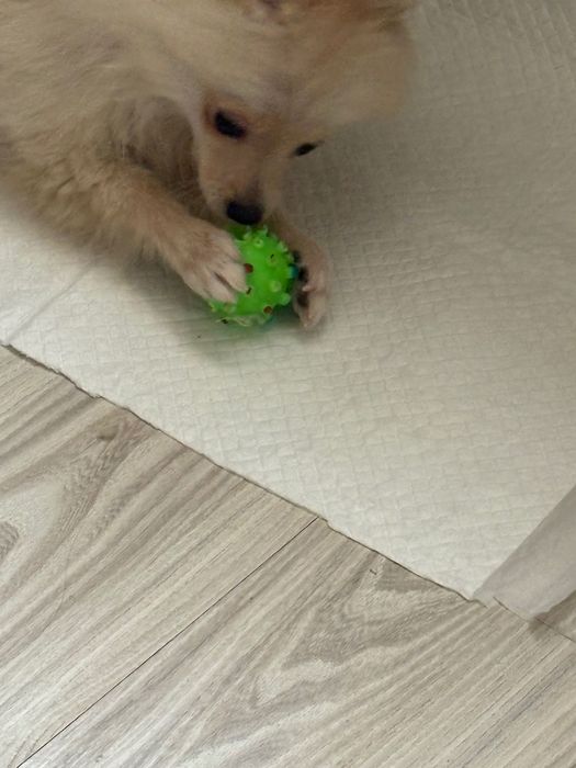 Померан-шпиц цена по договаряне