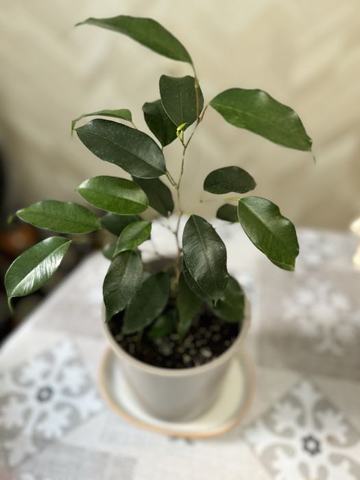 Комнатные цветы.