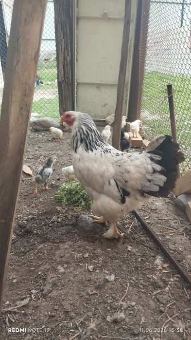 Продам курицу с цыплятами