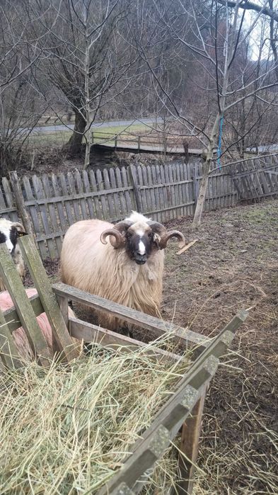 Berbec de taiat sau tinut