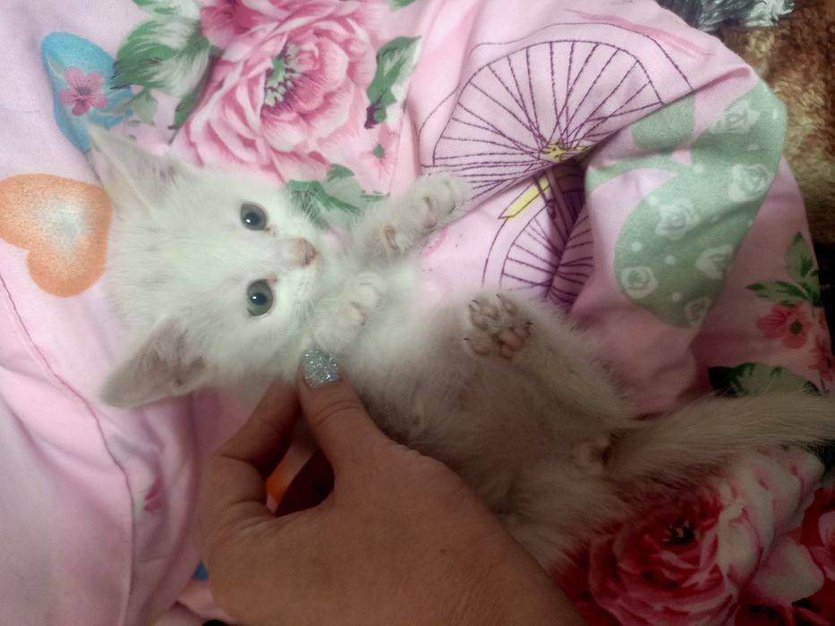 Отдам в добрые руки