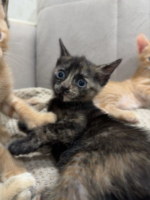 Отдам котят в добрые руки