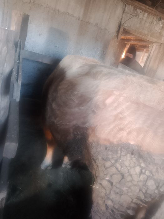 Бычки на откорме