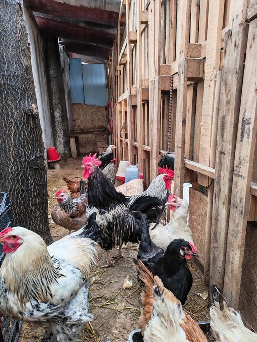 Cocoș 2025de vanzare