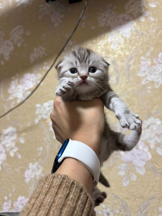 Продам шотланских котят