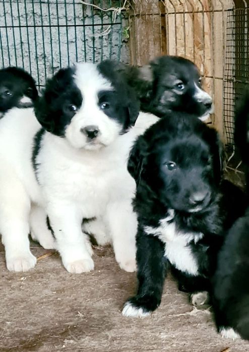 Cautam stapani iubitori