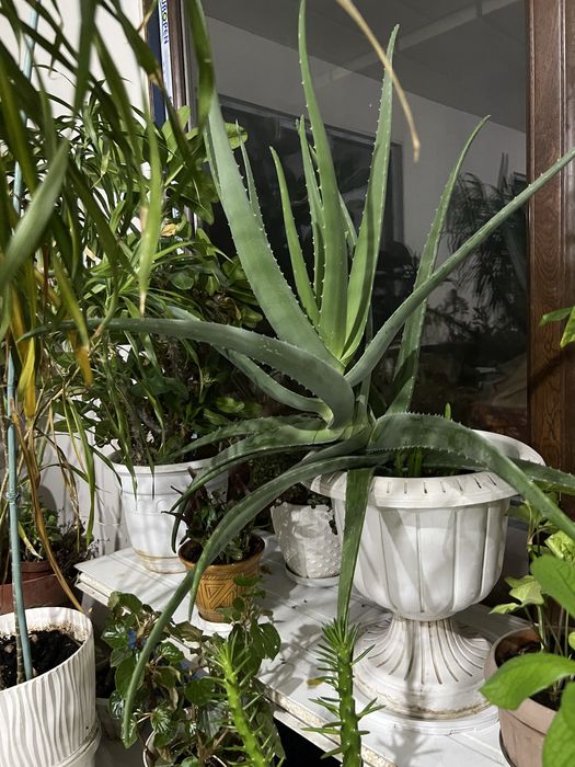 Цветы по низкой цене