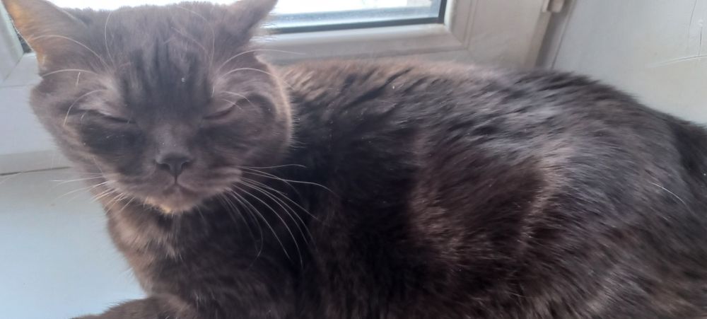 Отдам кота,британец.