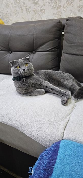 ВЯЗКА! Шотландская вислоухая мушук
Айол мушуклариз буса кушиш уч