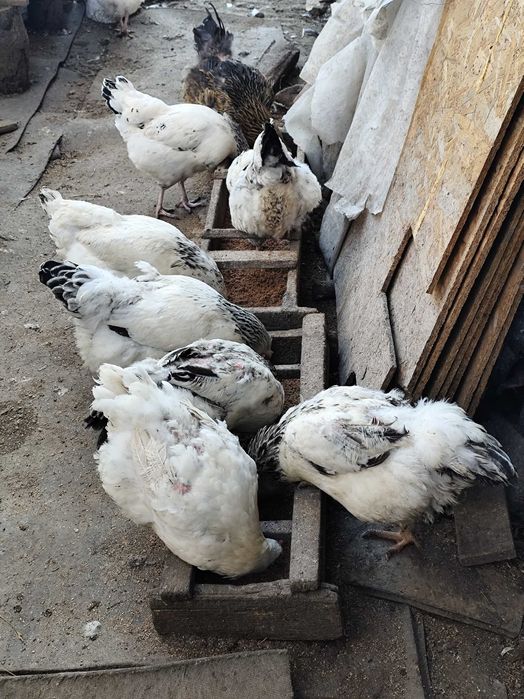 Oua incubat disponibile