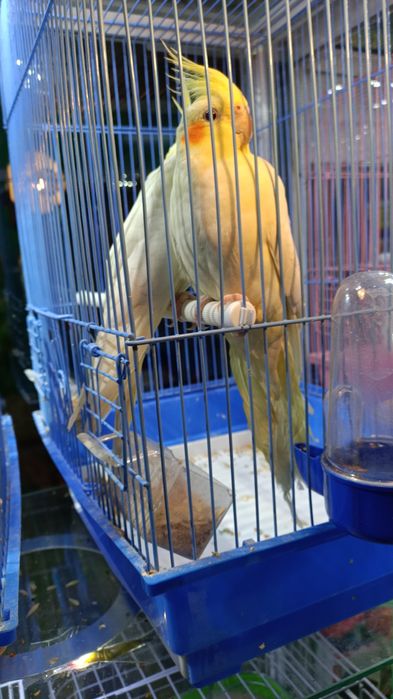 Домашние питомцы