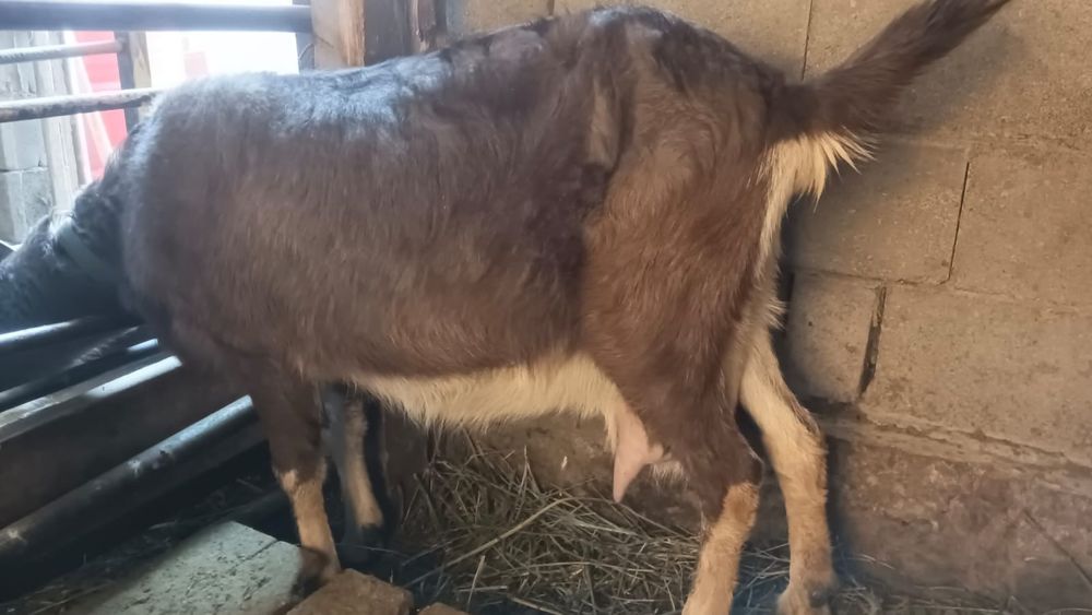 Ешкі сатылады сангу