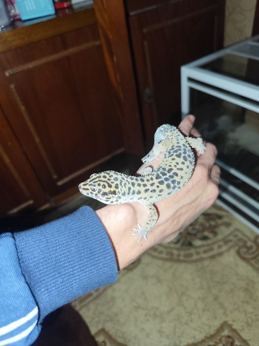 Продам террариум с питомцами эублефарами