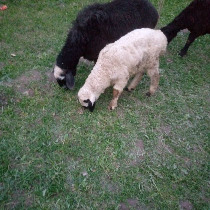 Она бола куй сотилади