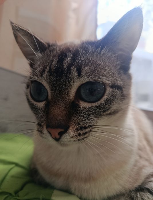 Потерялась кошка