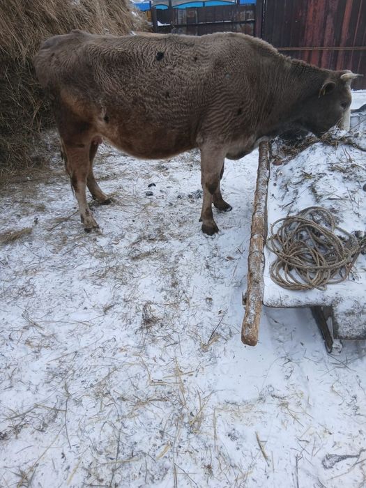 Продам двух коров...