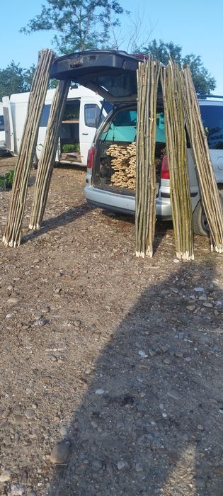 Araci de alun  de vânzare