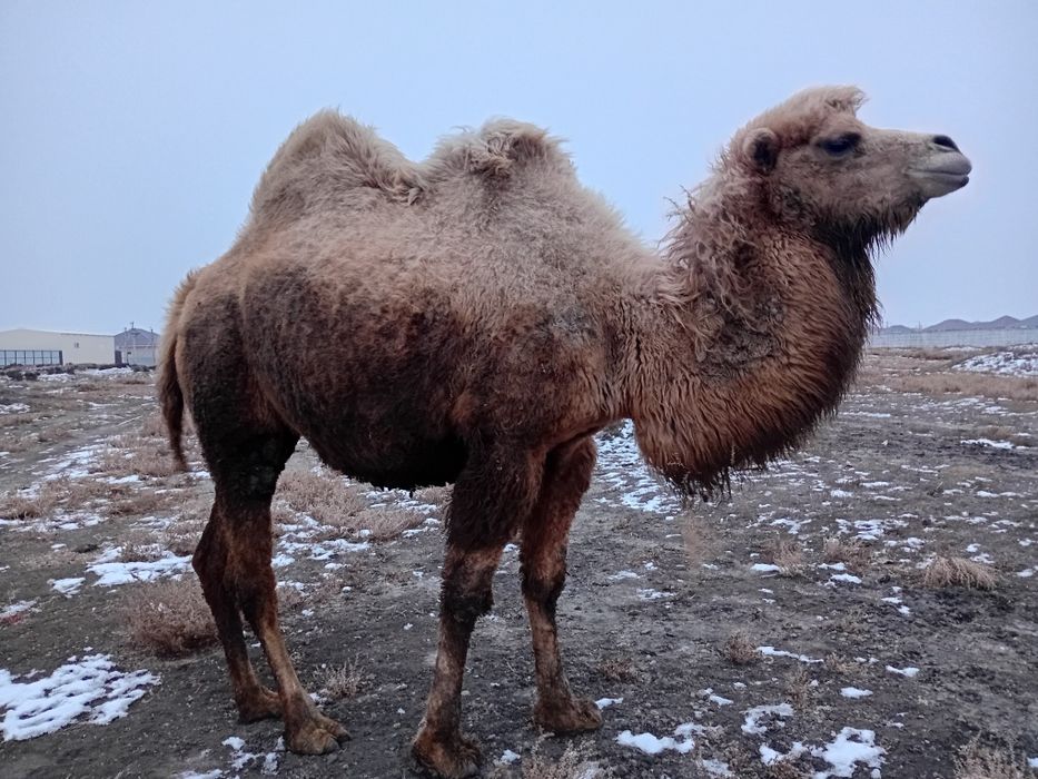 Түйелер сатылады