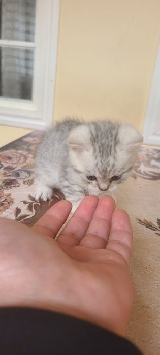 Serebritskiy shinshila mushukchamiz sotiladi