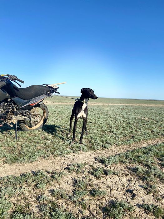 Грейхаунд                    .