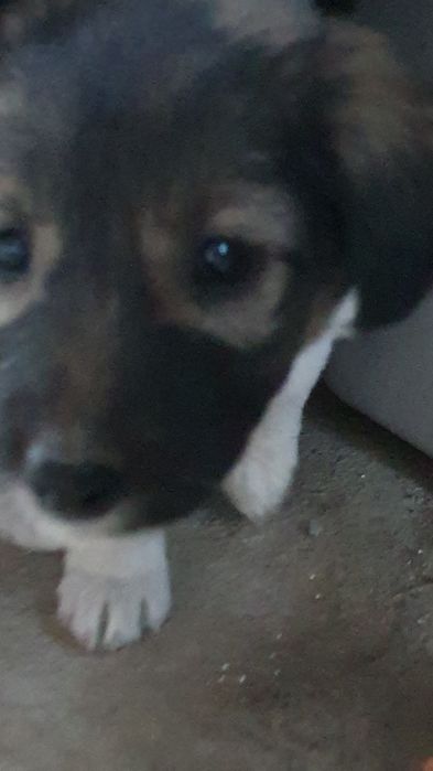 Щенки нуждаются в доме