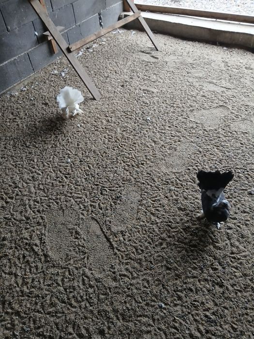 Vand porumbei voltati indieni