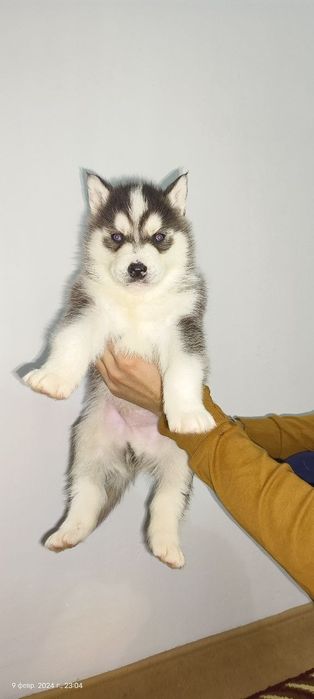 Сибирский хаски „ВЯЗКА"