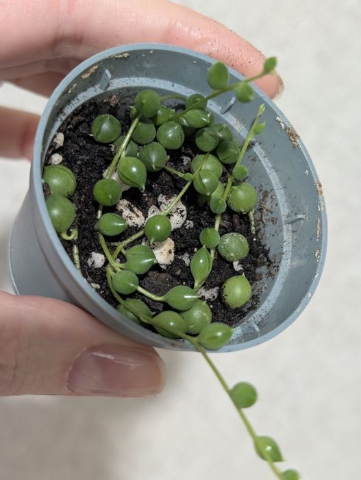 Крестовник Роули