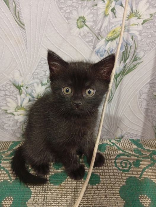Отдам котёнка в добрые руки