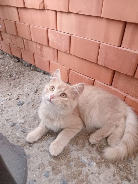 Актобе котёнок в добрые руки