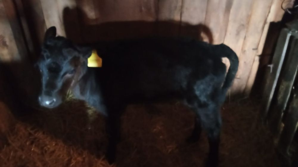 Здравствуйте, продам бычка и тёлочку.