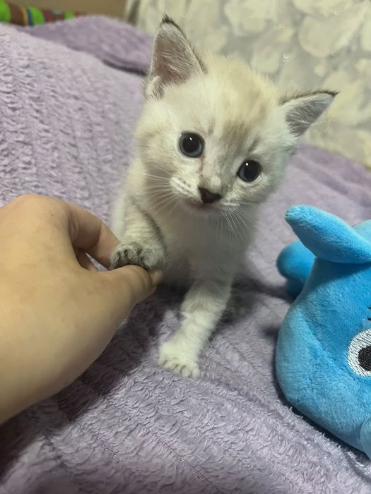 Отдам котёнка девочку.