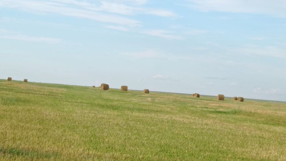 Сено в рулонах.летние