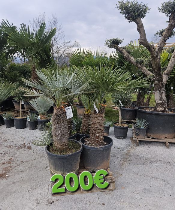 Палми и Декорация за вашата страхотна градина