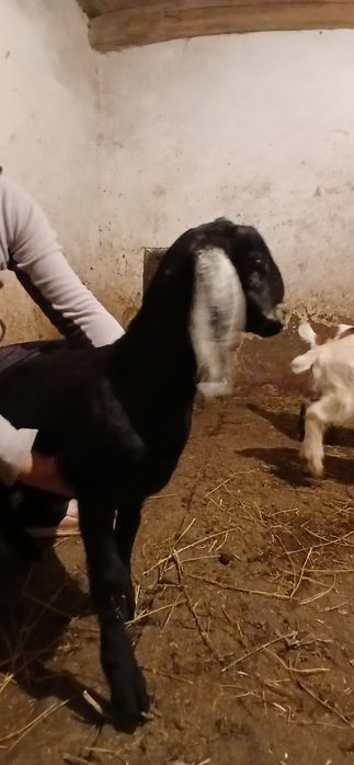 Pereche iezi anglo nubieni!