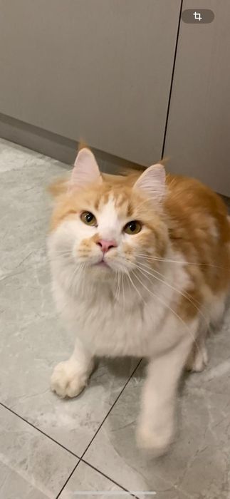 Девочка мейнкун с родословной