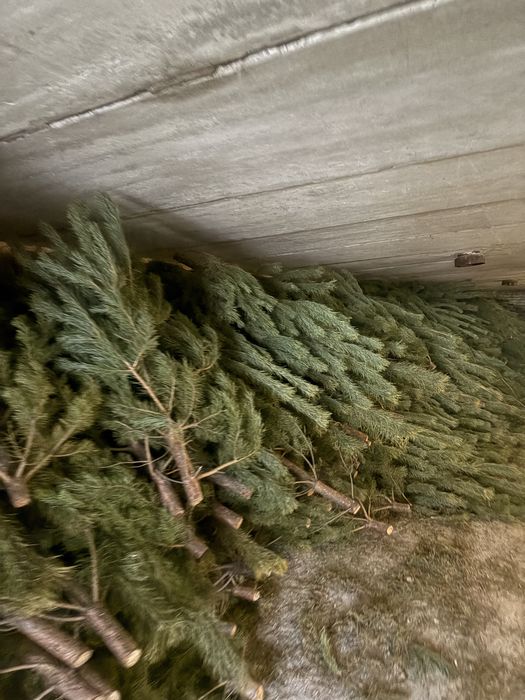 Елки оптом в петропавловске