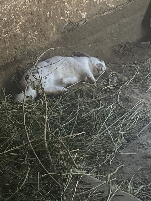 Продам проликов
