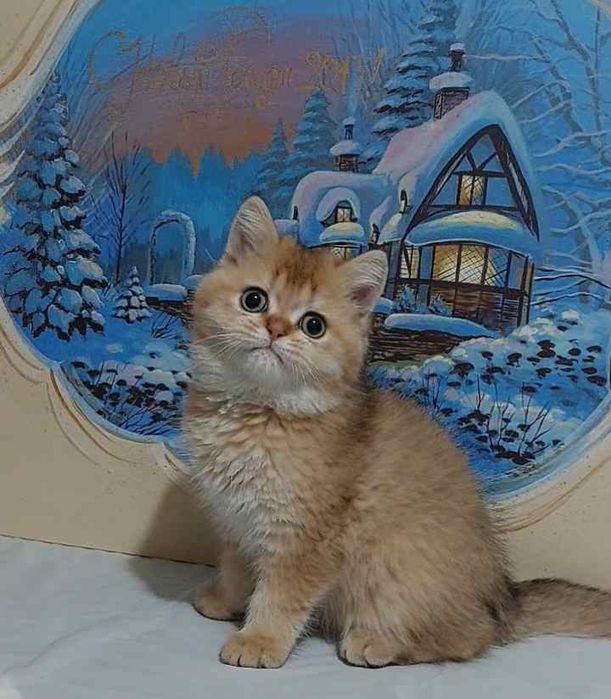 Britanskiy zalatisti chinchilla o'g'il bola 3 oylik Ny11