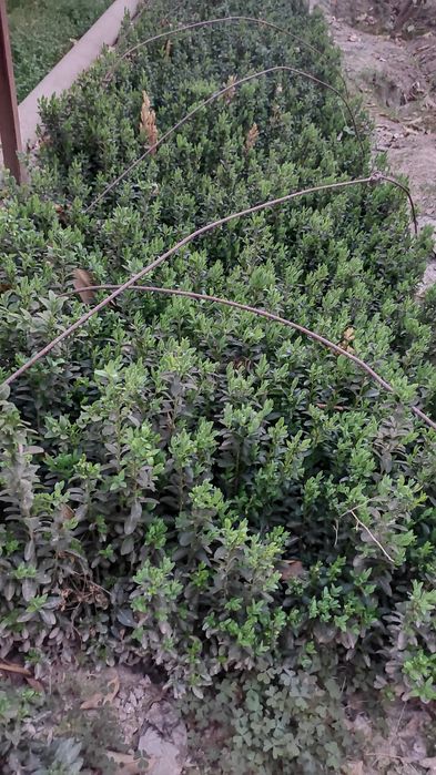 Шамшод кўчатлари сотилади