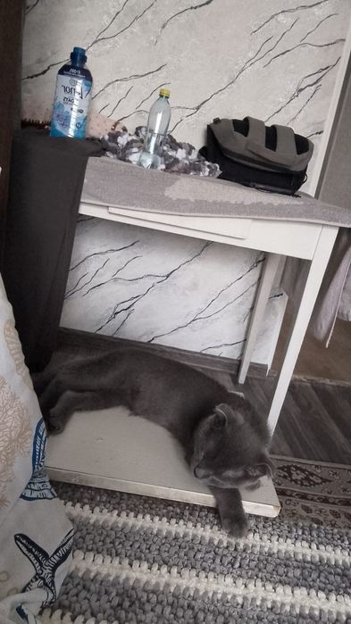 Отдам котёнка мальчик 4.5 мес